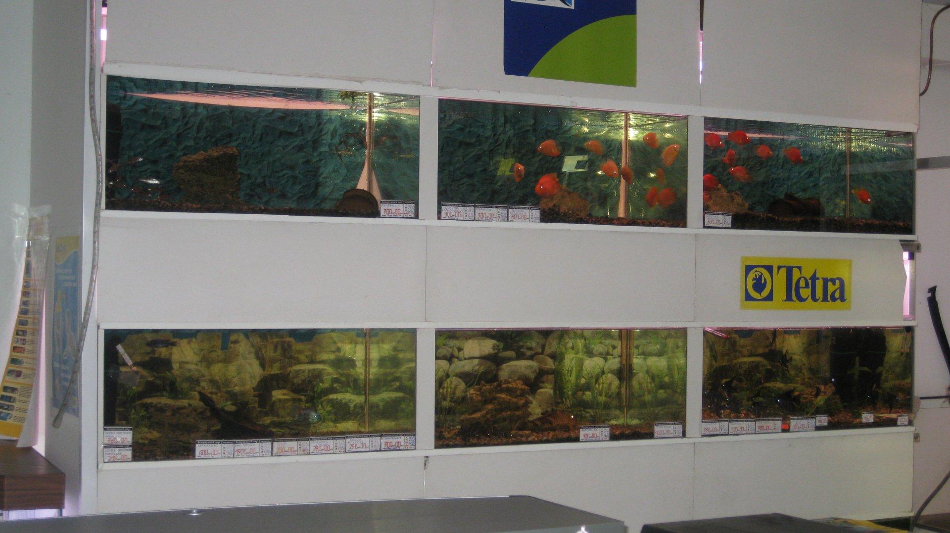 Аквариумный мир ул кирова 12б фото Аквариумный мир ул кирова 12б фото